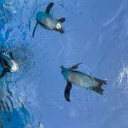 ヒメ日記 2025/05/16 08:34 投稿 Mirei THE PREMIUM （プレミアム）