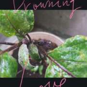 ヒメ日記 2025/05/06 10:27 投稿 千歳(ちとせ) 相模原人妻城