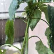 ヒメ日記 2025/05/13 12:27 投稿 千歳(ちとせ) 相模原人妻城