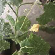 ヒメ日記 2025/06/10 07:03 投稿 千歳(ちとせ) 相模原人妻城