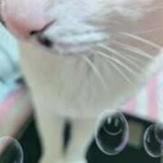 ヒメ日記 2025/06/28 00:57 投稿 千歳(ちとせ) 相模原人妻城