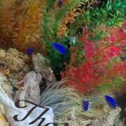 ヒメ日記 2025/07/06 11:18 投稿 千歳(ちとせ) 相模原人妻城