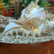 ヒメ日記 2025/10/31 16:03 投稿 千歳(ちとせ) 相模原人妻城