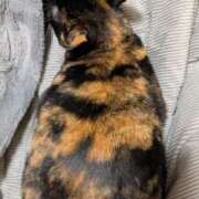 ヒメ日記 2026/01/26 12:18 投稿 千歳(ちとせ) 相模原人妻城