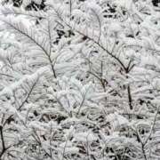 ヒメ日記 2026/02/08 21:48 投稿 千歳(ちとせ) 相模原人妻城