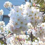 ヒメ日記 2026/03/29 12:57 投稿 千歳(ちとせ) 相模原人妻城