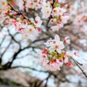 ヒメ日記 2026/04/07 21:27 投稿 千歳(ちとせ) 相模原人妻城