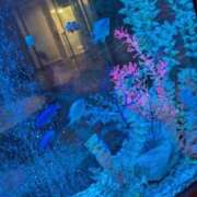 ヒメ日記 2026/04/23 12:39 投稿 千歳(ちとせ) 相模原人妻城