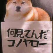 ヒメ日記 2025/06/27 04:31 投稿 りん ちゃんこ長野塩尻北IC店