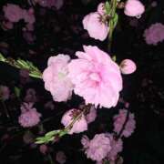 ヒメ日記 2026/04/16 13:21 投稿 りん ちゃんこ長野塩尻北IC店