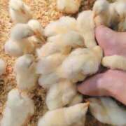 ヒメ日記 2025/10/27 15:43 投稿 いちか 府中ダービー