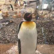 ヒメ日記 2025/07/16 09:28 投稿 らいと Mrs Sirena（ミセスシレナ）