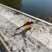 ヒメ日記 2025/10/01 02:28 投稿 らいと Mrs Sirena（ミセスシレナ）