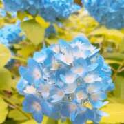 ヒメ日記 2026/07/08 10:34 投稿 らいと Mrs Sirena（ミセスシレナ）