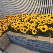 あやな 5/21 焼津セピア303のお兄ちゃんありがとう 静岡♂風俗の神様 静岡店