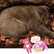 ヒメ日記 2025/03/25 06:09 投稿 河合　響(かわいひびき) 九州熟女　熊本店