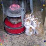 ヒメ日記 2025/01/09 06:40 投稿 理沙 セクシーキャット 神田店