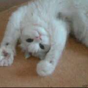 ヒメ日記 2025/01/18 10:09 投稿 理沙 セクシーキャット 神田店