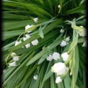 ヒメ日記 2025/06/07 06:39 投稿 理沙 セクシーキャット 神田店