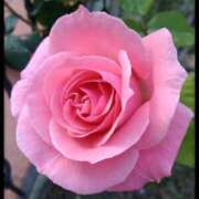 ヒメ日記 2025/10/02 06:56 投稿 理沙 セクシーキャット 神田店