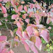 ヒメ日記 2025/11/07 22:06 投稿 理沙 セクシーキャット 神田店