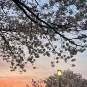 ヒメ日記 2025/03/29 15:07 投稿 相原　さな NADIA京都店