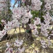 ヒメ日記 2025/04/17 22:40 投稿 ことね My Essentials