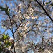 ヒメ日記 2025/04/09 22:55 投稿 すずな 熟女家 ミナミエリア店