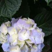 ヒメ日記 2025/05/24 10:48 投稿 ののか 奥様鉄道69 東京店