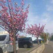 ヒメ日記 2025/05/15 11:27 投稿 柚希(ゆずき) 札幌人妻マドンナ