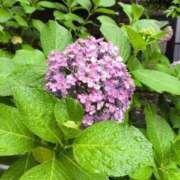 ヒメ日記 2025/06/10 07:48 投稿 西連寺香里 五十路マダム 愛されたい熟女たち 高松店