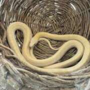 ヒメ日記 2026/01/20 23:22 投稿 西連寺香里 五十路マダム 愛されたい熟女たち 高松店