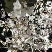 ヒメ日記 2026/04/01 15:28 投稿 西連寺香里 五十路マダム 愛されたい熟女たち 高松店