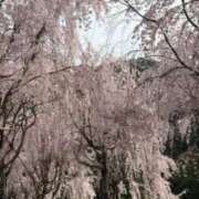 ヒメ日記 2026/04/07 09:56 投稿 西連寺香里 五十路マダム 愛されたい熟女たち 高松店