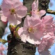 ヒメ日記 2025/04/06 11:06 投稿 まこ 横浜熟女MAX