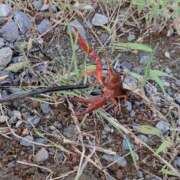 ヒメ日記 2026/03/27 13:53 投稿 みさき 小岩人妻花壇