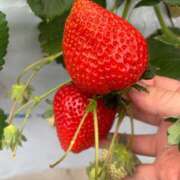 ヒメ日記 2026/03/31 12:54 投稿 みさき 小岩人妻花壇