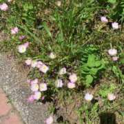 ヒメ日記 2026/05/13 16:41 投稿 みさき 小岩人妻花壇