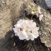 ヒメ日記 2025/03/27 16:56 投稿 真希（まき） エクレア神田-ECLAIR-天然貴姉乳舐手淫