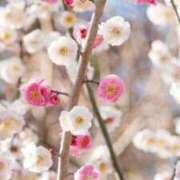 ヒメ日記 2026/03/09 17:00 投稿 ふたば 浜松発人妻＆素人ORION(オリオン)