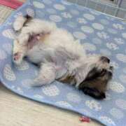 ヒメ日記 2025/08/06 16:00 投稿 あこ ぷるるん小町日本橋店