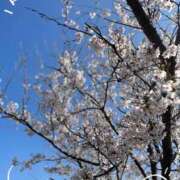 ヒメ日記 2025/04/07 07:22 投稿 川島まりん 五十路マダム金沢店