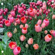 ヒメ日記 2025/04/26 15:10 投稿 川島まりん 五十路マダム金沢店