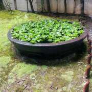 ヒメ日記 2025/06/26 07:04 投稿 川島まりん 五十路マダム金沢店