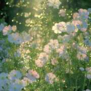 ヒメ日記 2025/07/15 07:28 投稿 川島まりん 五十路マダム金沢店