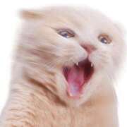 ヒメ日記 2026/01/26 20:05 投稿 はるか 鹿児島人妻 楊貴妃