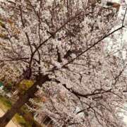 ヒメ日記 2025/04/06 00:04 投稿 不二子 PLUS難波店