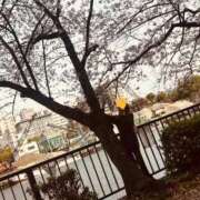 ヒメ日記 2026/03/30 23:44 投稿 不二子 PLUS難波店