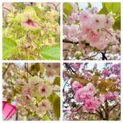 ヒメ日記 2026/04/13 19:22 投稿 ＊なつみ＊ Cheers(チアーズ)