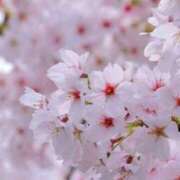 ヒメ日記 2025/04/17 00:02 投稿 ゆき 世界のあんぷり亭 町田店